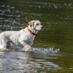 Dog in water