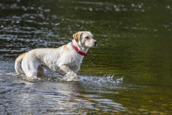 Dog in water