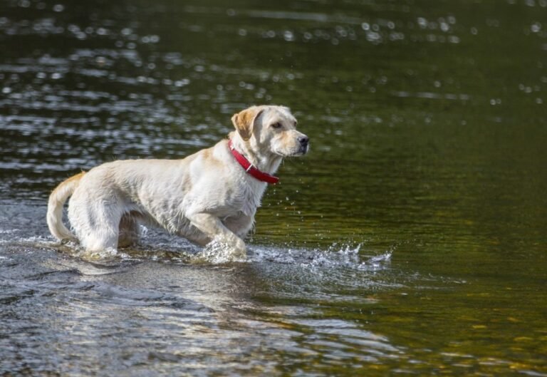 Dog in water