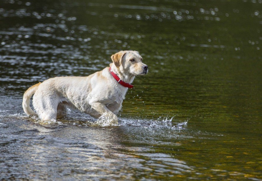 Dog in water