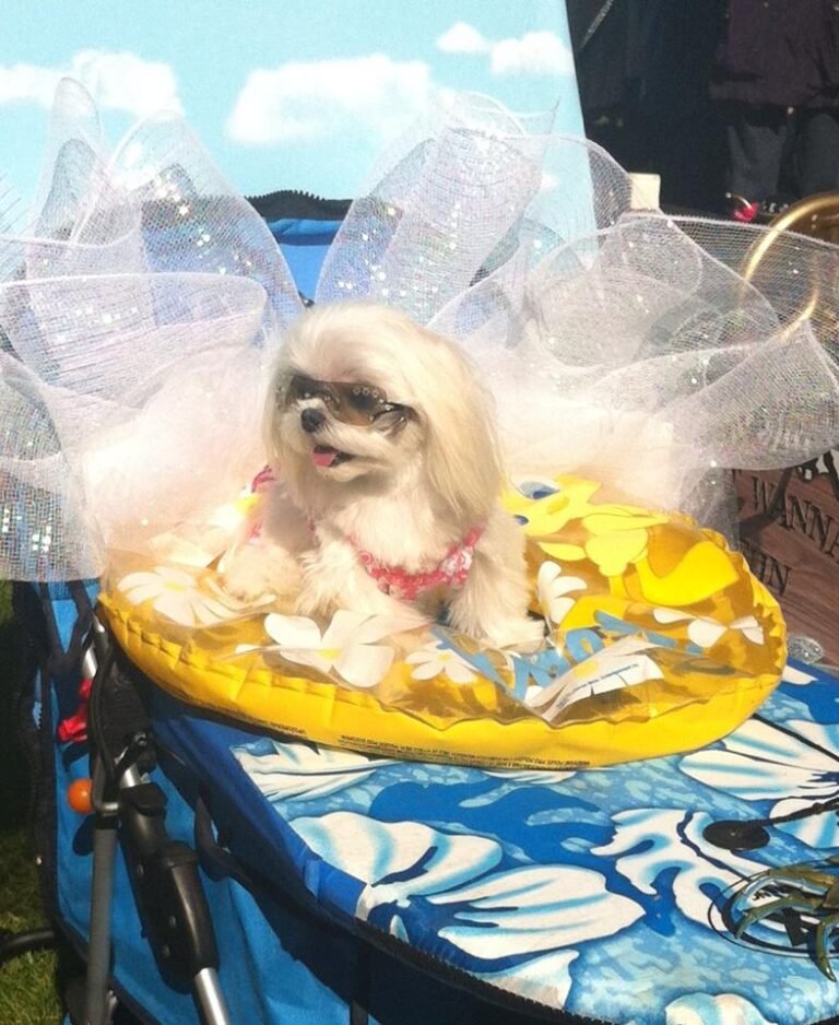 pet parade 768x938