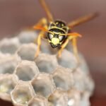 hornet