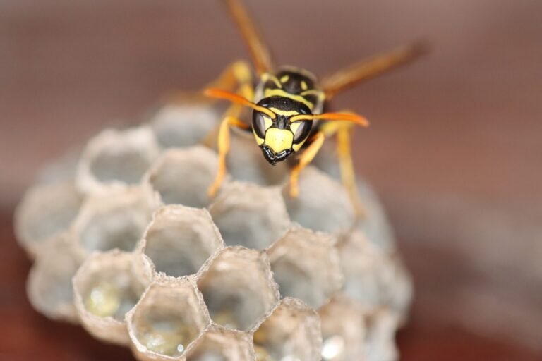 hornet