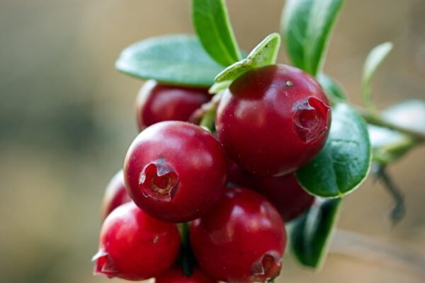 cranberry